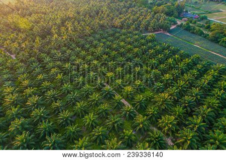 Oil Palm Plantation Field Aerial View With Sun Light