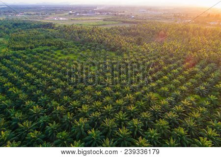 Oil Palm Plantation Field Aerial View With Sun Light
