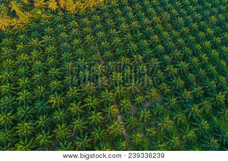 Oil Palm Plantation Field Aerial View With Sun Light