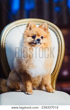 A Cute Pomeranian Dog With Red Hair Like A Fox Lounging On The Chair