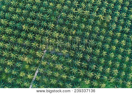 Oil Palm Plantation Field Aerial View With Sun Light