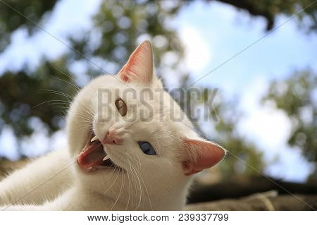 A Cat With Heterochromia Grinning In Anger.