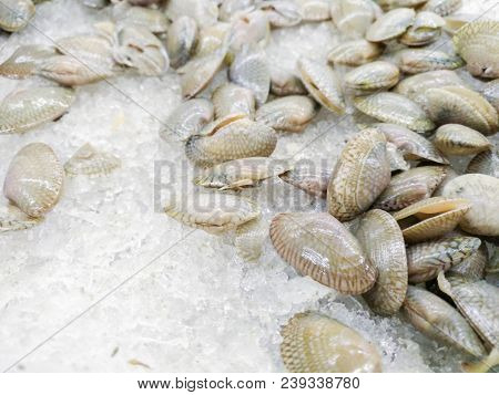 Surf Clams,clams Shell Or Venus Shell Freeze With Ice In The Market