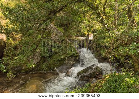 A Stream On The Yellowwood Forest Hiking Trail At Injisuthi In The Kwazulu-natal Drakensberg
