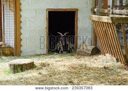 The Goat In The Shed Lies At The Entrance. A Domestic Goat.