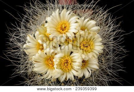 Cactus Pediocactus Paradinei With Flower Isolated On Black