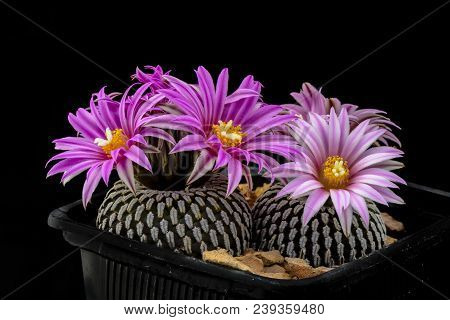 Cactus Turbinicarpus Pseudopectinatus With Flower Isolated On Black.