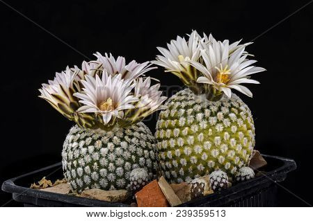Cactus Turbinicarpus Valdezianus With Flower Isolated On Black.
