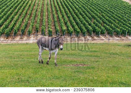 Gray Littlle Donkey On The Background Of The Grape Field In France