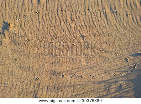 Traces Of Seabirds In The Sand On The Beach