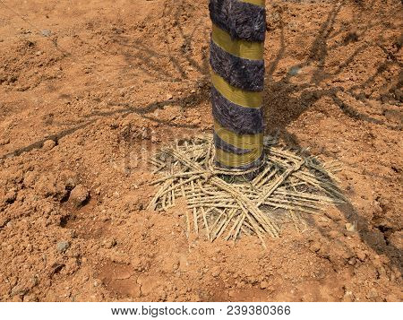 Planting A Tree In Soil. Developing A New Territory. Designing Landscaping. Taking Care Of Nature.