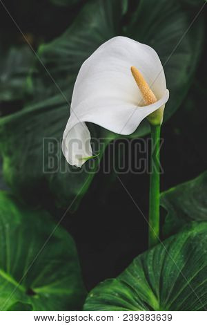 Beautiful Close Up Image Of Peace Lily Spathiphyllum With Green Leaves.