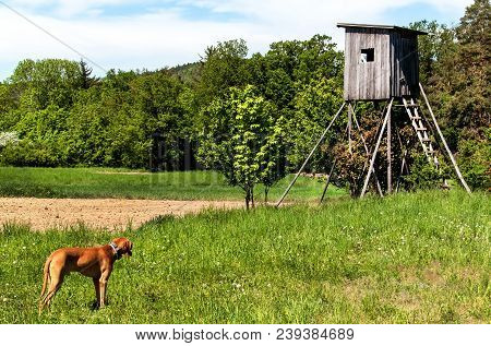 Wooden Hunting Watchtower In The Czech Landscape. Countryside In The Czech Republic. Wild Game Hunti