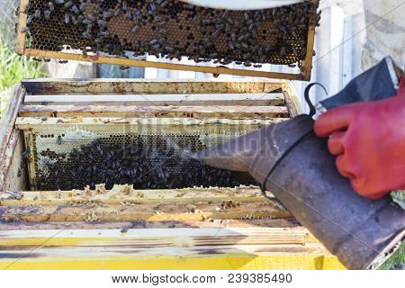 Beekeeper Is Working With Bees And Beehives On The Apiary. Beekeeper Fumigated Bee Smoker. Apicultur