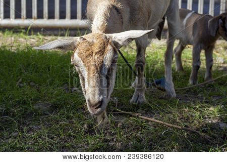 Adult Goat With Kid Closeup Photo. Agricultural Landscape With Farm Animals. Domestic Goat On Pastur