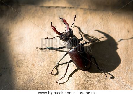 Stag beetle