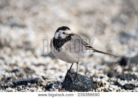 Small White, Black, Grey Bird - Wagtail - Motacilla Alba Closeup - Photo Made In North Norway Kwaloy