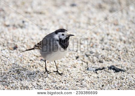 Small White, Black, Grey Bird - Wagtail - Motacilla Alba Closeup - Photo Made In North Norway Kwaloy