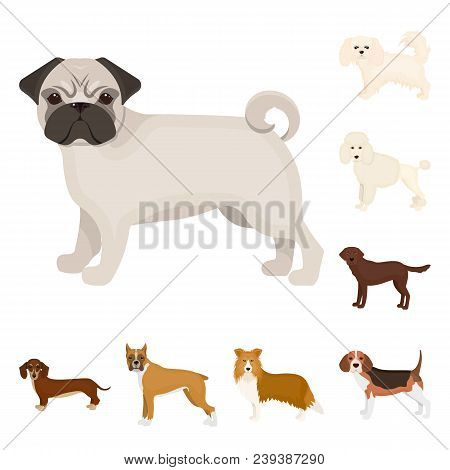 Dog Breeds Cartoon Icons In Set Collection For Design.dog Pet Vector Symbol Stock  Illustration.