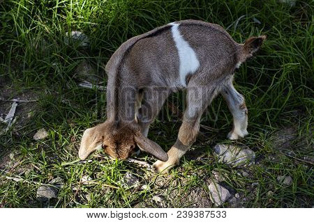 Little Goat Eating Green Grass. Agricultural Landscape With Farm Animals. Domestic Goat Kid On Pastu