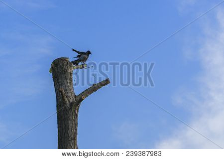 The Raven Sits On A Fallen Tree Against The Blue Sky.