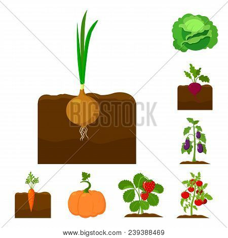 Plant, Vegetable Cartoon Icons In Set Collection For Design. Garden And Harvest Vector Symbol Stock 
