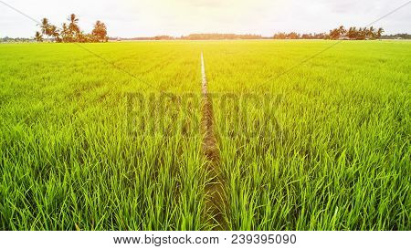 Rice Field Landscape, Paddy Field Landscape, Tropical Landscape