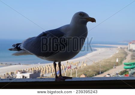 A Seagull At The Beach Of Burgtiefe Fehmarn Island In Schleswig Holstein Northern Germany
