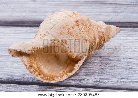 Empty Seashell Of Marine Mollusc Rapana. Sea Snail Gastropoda. Grey Wooden Surface Background.
