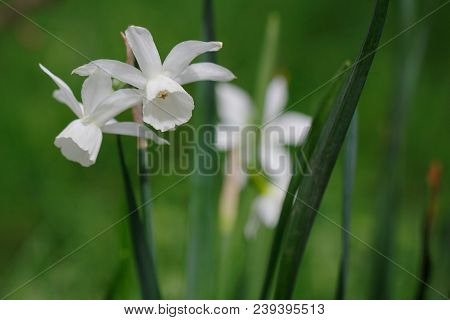 Close-up Of White Albiflorae Rouy Narcissus Flower In The Spring Garden. Showing From Top To Bottom,