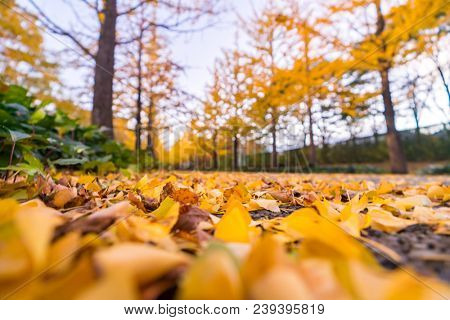 Ginkgo Road at Bandai Azuma Sport park Fukushima Japan