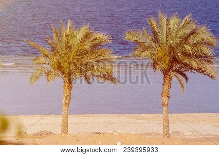 Two Palm Trees On The Background Of The Red Sea Toning