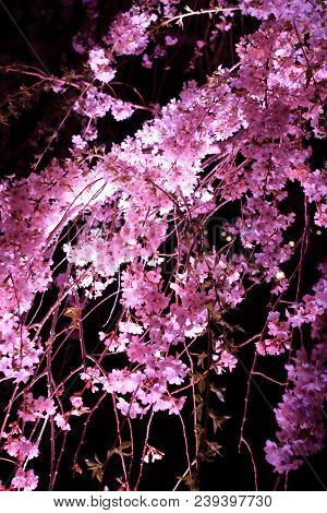 Weeping Cherry Tree In Sakura No Sato, Izu, Shizuoka, Japan (night Scene)
