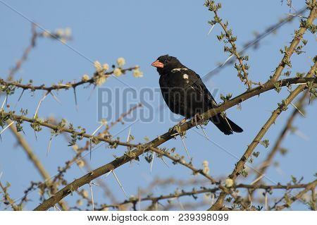 Red-billed Buffalo-weaven Sitting On A Dry Branch Of A Tree In The Savannah