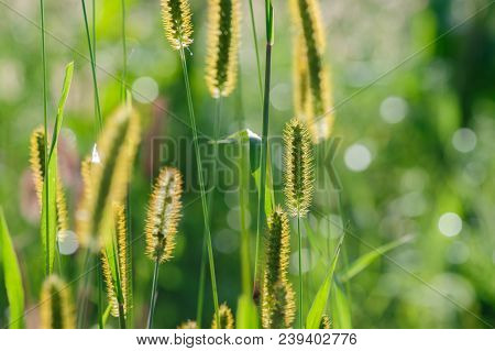 Closeup Of Foxtail Grass In The Sunshine