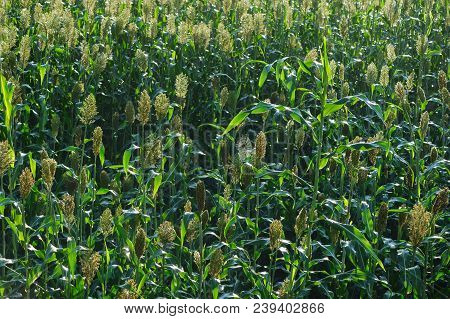 Jowar Grain Sorghum Crop Farm In Growth At Field