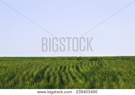 Field Sowed With Green Sprouts Of Wheat Under The Blue Sky Is Pure And No One Around The Concept Of 