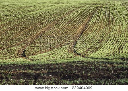Bright Field With Pea Seedlings And Tractor Traces The Concept Of Agroculture