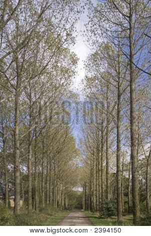 Estrada do país