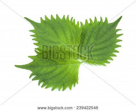 Fresh Green Shiso Leaf On White Background