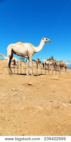 Ethiopia Africa  In The  Old Market Lots Of Camel