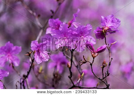 Close Up Of Ledum Wild Rosemary, Marsh Tea Blossoming Flowers. Background Image Of The Nature. Beaut