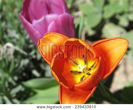 Orange Tulip Closeup Revealing Stamens With Foliage And Purple Blossom In Background