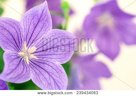 The Purple Balloon Flower Or Platycodon Grandiflorus Flower