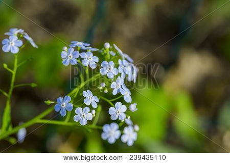 Siberian Bugloss Flower Or Forget-me-nots With Leaf In The Garden