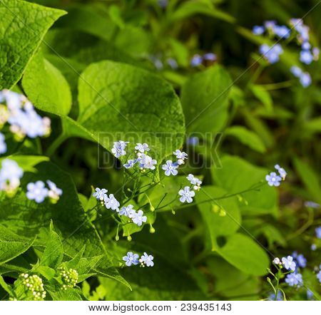 Siberian Bugloss Flower Or Forget-me-nots With Leaf In The Garden
