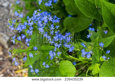 Siberian Bugloss Flower Or Forget-me-nots With Leaf In The Garden
