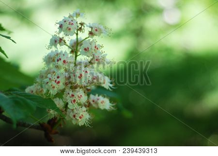 Blooming Chestnut Tree. White Blossomed Flowers Of A Chestnut Tree.