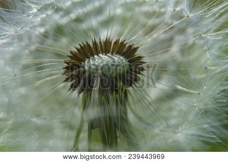 Close Up Dandelion Flower In Blue Bright Turquoise. Horizontal View.