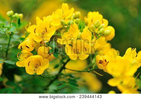 Closeup Of Blooming Cassia Surattensis Flowers In Spring